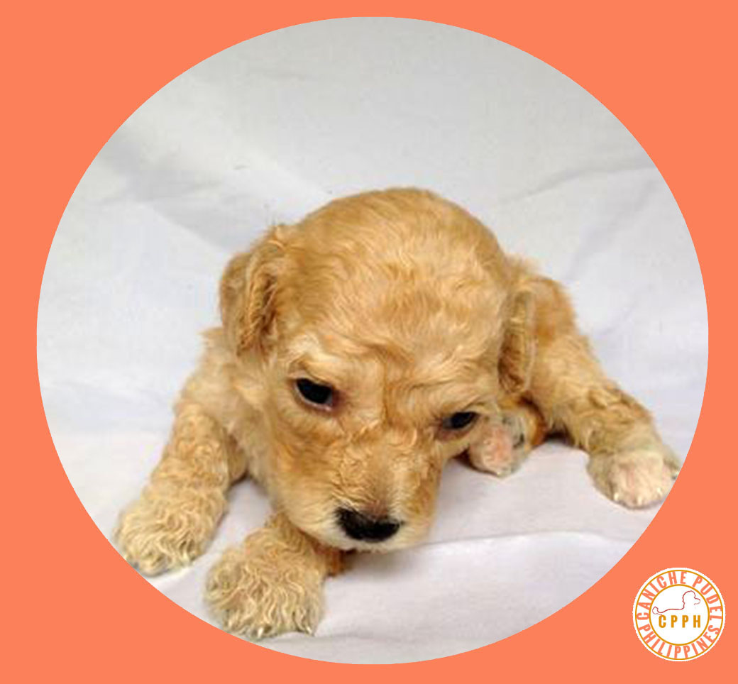 Poodle Phillipines by Caniche Pudel Philippines Kennel Dog Breeder